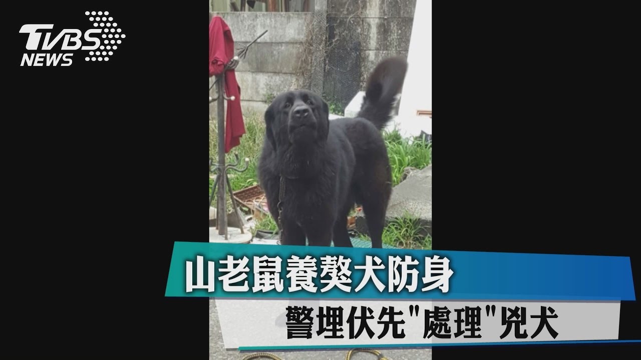 山老鼠養獒犬防身　警埋伏先處理兇犬