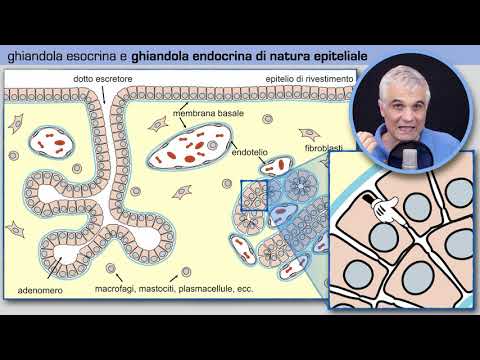 Tessuto ghiandolare endocrino
