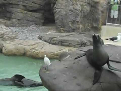 Seaworld Sea Lion Makes Funny Noise; Funny Sea Lion