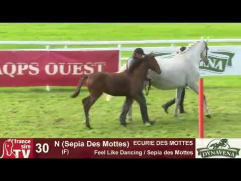 Show AQPS 2015 : lot 30 - N - F15 - Feel Like Dancing & Sepia des Mottes