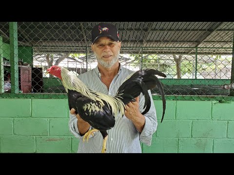 UN GALLO QUE VALE MAS QUE EL ORO.