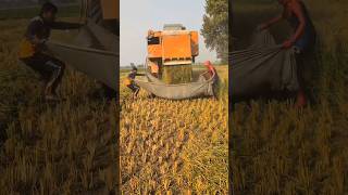 Download lagu One of The Best Method To collect the fodder #combine  #harvester #trending #shorts mp3