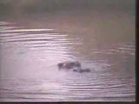 Hippo's Giant Yawn 06-20-07