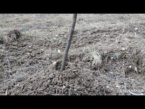 Nuc altoit anul 1 Miroslava 2019