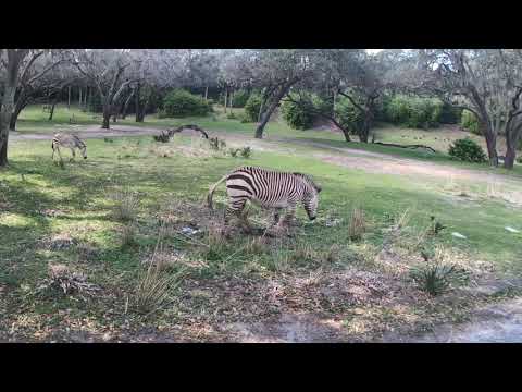 Disney's Safari Ride - Kilimanjaro Safaris - Disney's Animal Kingdom Theme Park