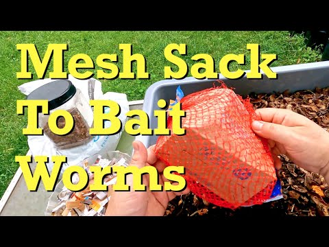 Enlisting recruits from material out of the recently emptied outdoor worm bag - vermicomposting