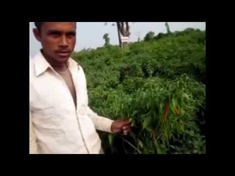 Vegetable Seeds