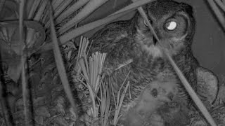 Athena Feeds Owlets Nibbles Of Rodent To Owlets At Great Horned Owl Nest – April 11, 2024