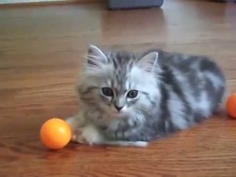 Kaerik RagaMuffin Kittens