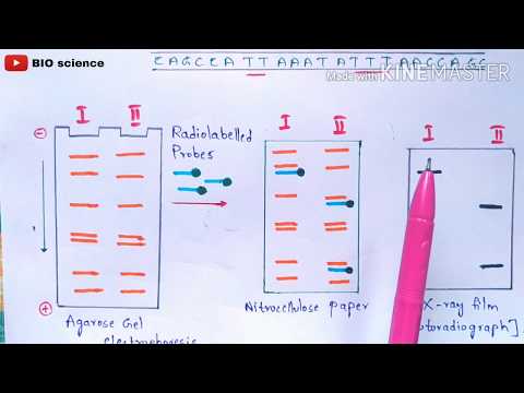 Bt cotton production Bacillus thuringiensis Action of Bt toxin Advantages Cry gene
