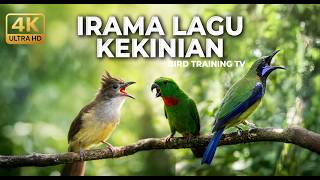 Download lagu 🔴 Live Masteran Tajam Pedas Cucak Cungkok Roll Tembak vs Srindit Cililin vs Cucak Jenggot Greja mp3