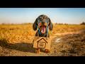 Little Rogue Cute Funny Dachshund Dog Video