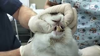 Подрезание и удаление зубов у кроликов