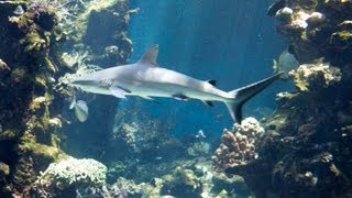 P&O Pacific Jewel, Noumea, New Caledonia shore excursion