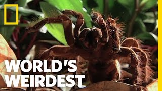 World's Weirdest - World's Biggest Spider