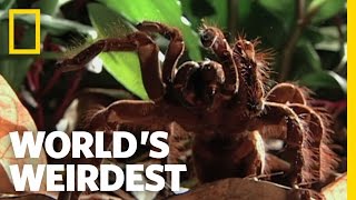 World’s Biggest Spider | World’s Weirdest