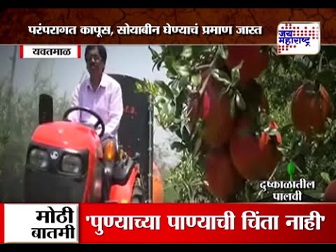 Palvi yavatmal on pomegranate