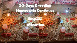 Day 35 How to raise chicken/chicks 30-Days Brooding layers and broilers Mentorship programme.