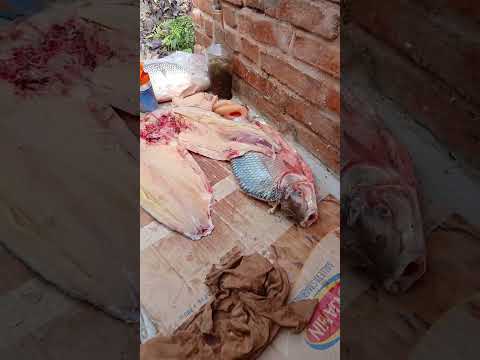 Sabalos  a la Parrilla  en Cabaña Diamante Entre Rios