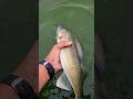 Video Thumbnail for Catch & Release #shorts #fishing #catchandrelease #subscribe #phonk