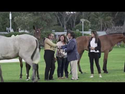 Nuance d'Atela - FIPSL 2019