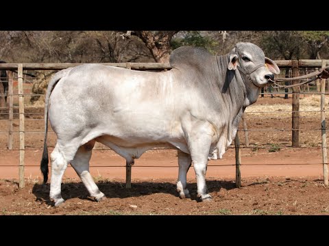WILBAR BRAHMAN PRESENTS their bulls for the upcoming Au Albidus Auction, 25 October 2025