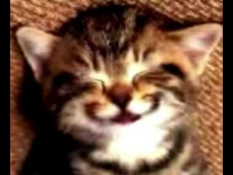 Happy Birthday Cat from www metacafe com]