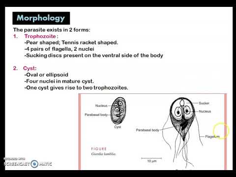 Strongyloidosis és teniasis