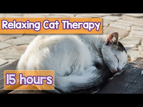download lagu mp3 mp4 Relaxing Sounds For Cats, download lagu Relaxing Sounds For Cats gratis, unduh video klip Download Relaxing Sounds For Cats Mp3 dan Mp4 Full Gratis