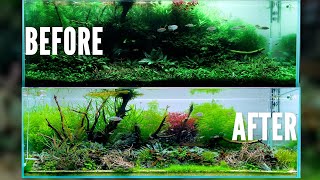 MASSIVE MAINTENANCE in a School Nature Aquarium