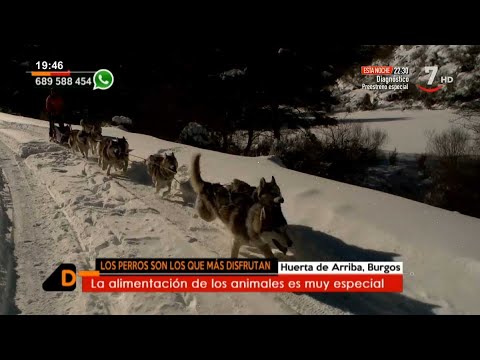 Mushing en la Sierra de Neila |  | Castilla y León Directo