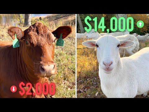 Cows VS Sheep: Which Is More Profitable?