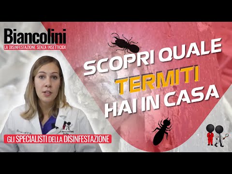 🔍​🔍​Scopri quale termite hai in casa in 7 minuti!
