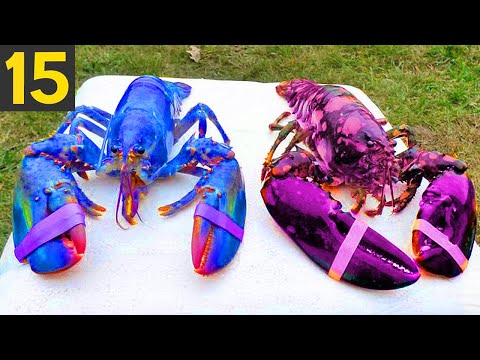 Top 15 MOST RARE LOBSTERS - Giant Rainbow Lobsters