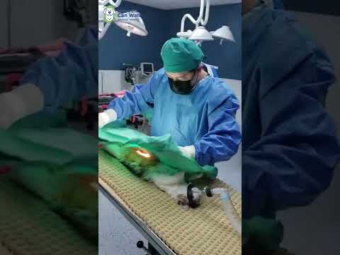 Behind the Scenes at Our Spay & Neuter Clinic