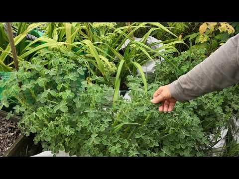 Oca @ Small Allotment