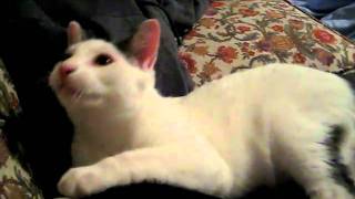 Bones playing with Stick-Toy