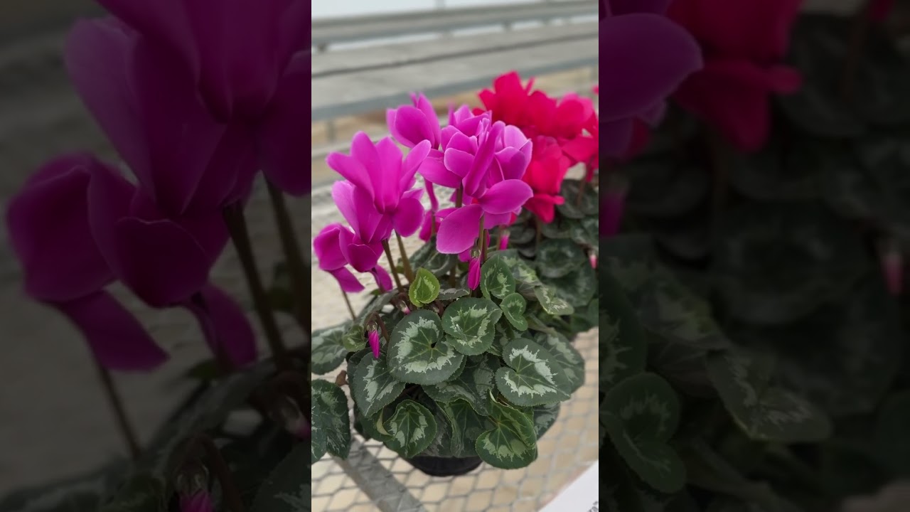 Cyclamen Assortment at 2025 Potted Plant Showcase