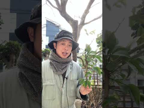 冬に剪定する植物: 冬に剪定すると恩恵を受ける植物に焦点を当てる  庭園