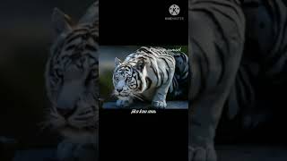 Download lagu Story wa/Macan putih ||30 detik mp3