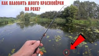 Ловля красноперки весной на мушку