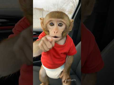 baby monkey in the car 🚗