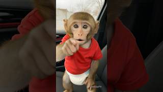 Download lagu baby monkey in the car 🚗 mp3 Download lagu baby monkey in the car 🚗 mp3