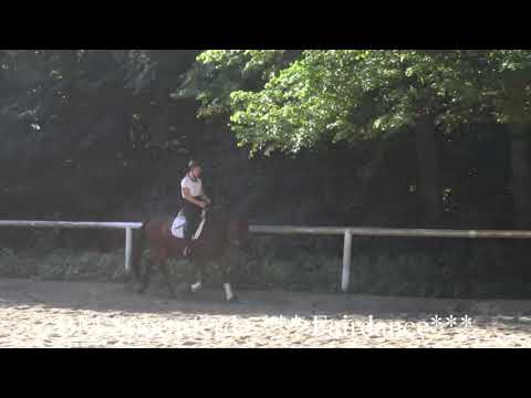 BM Sportpferde Fairdance 2015 geb  Fürstenlook juni 2019