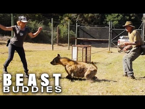 My Hyena Attacks Everyone But Me | BEAST BUDDIES