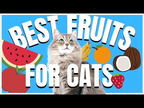 Cats 101 : Best Fruits for Cats