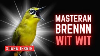 Download lagu Masteran Pleci Tembakan Bren sambung Wit Wit Panjang #masteranpleci mp3