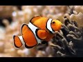 ACQUARIO Di GENOVA In HD NEL FANTASTICO MONDO DI NEMO 3 8 2015