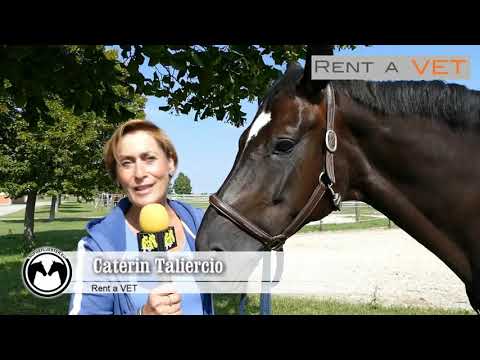 RENT A VET - Caterin Taliercio stellt BEMER System für Pferd + Mensch vor!