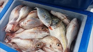 Рыбалка новой зеландии